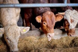 cows-5622906_640