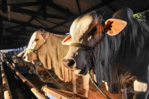 Nellore cattle in a stable, in the late afternoon, feeding